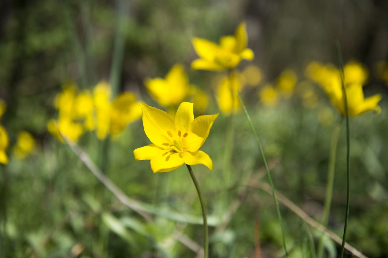 Flore Tulipe de vigne Tul_0422